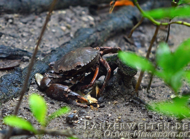 2014-03-29 DSC 1795-Singapur---Sungei-Buloh-Wetland-Reserve---Scylla-serrata