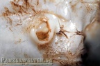 Cardisoma