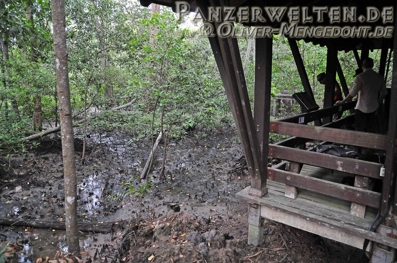 2014-03-29 DSC 7806-Singapur---Sungei-Buloh-Wetland-Reserve---Mangroven