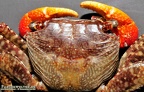 Goniopsis