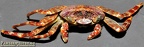 G grapsus