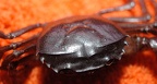 Heterothelphusa