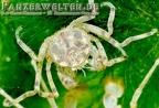 Limnopilos