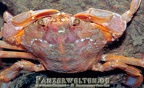 Liocarcinus