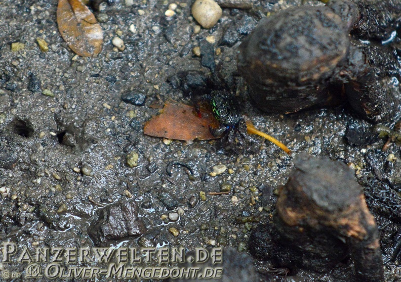 2014-03-29_DSC_1841-Singapur-Sungei-Buloh-Wetland-Reserve-Mangrovenkrabbe-Perisesarma-eumolpe.jpg