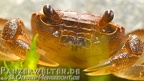 Phricothelphusa